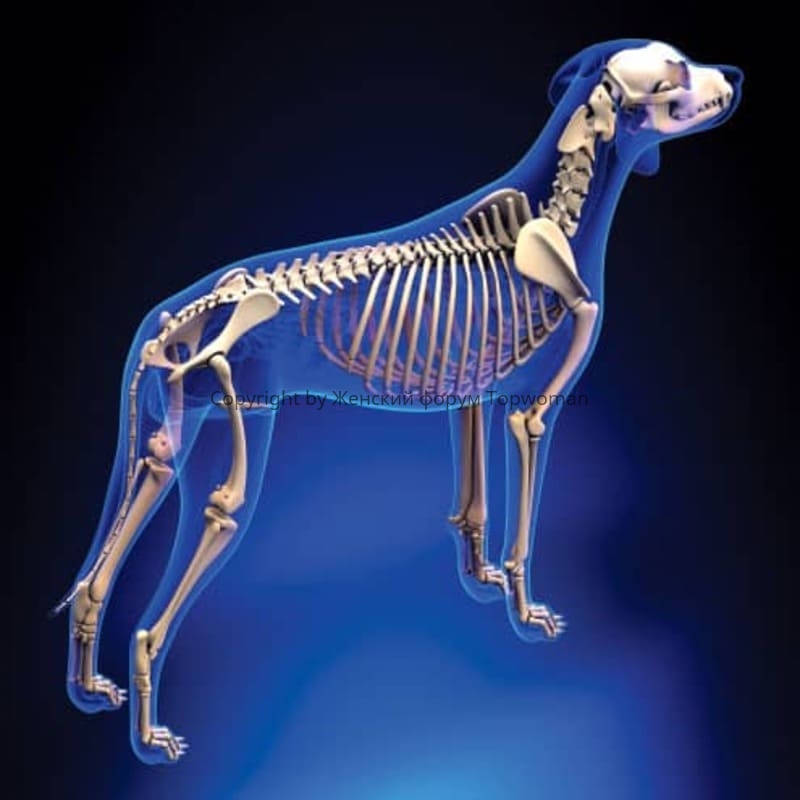 Формирование скелета собаки