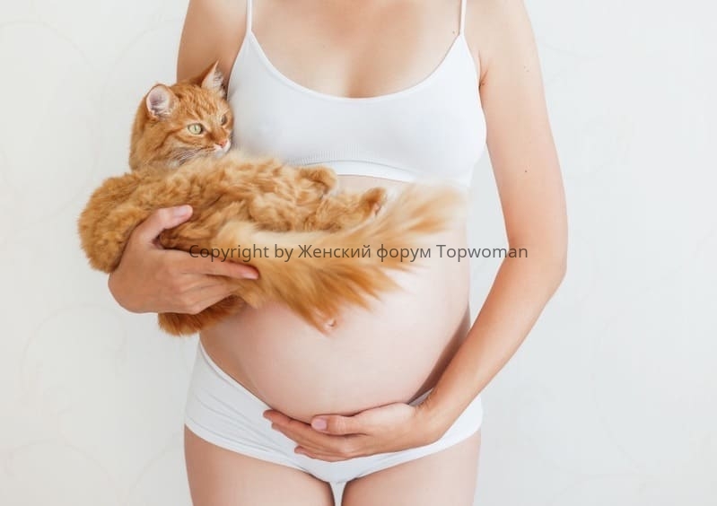 К чему снятся рыжие котята беременной