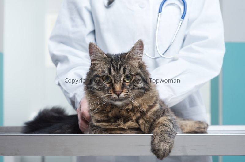 Кошка с ветеринаром