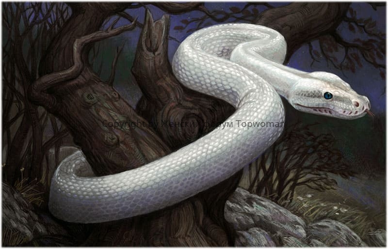 К чему снятся белые змеи женщине