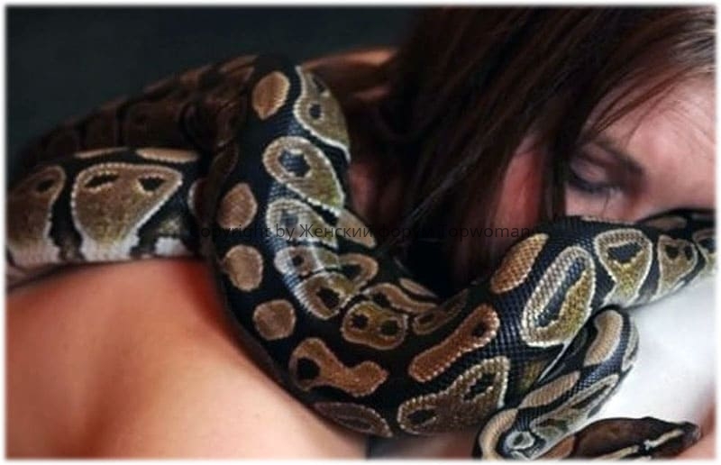 К чему снится змея в постели женщине